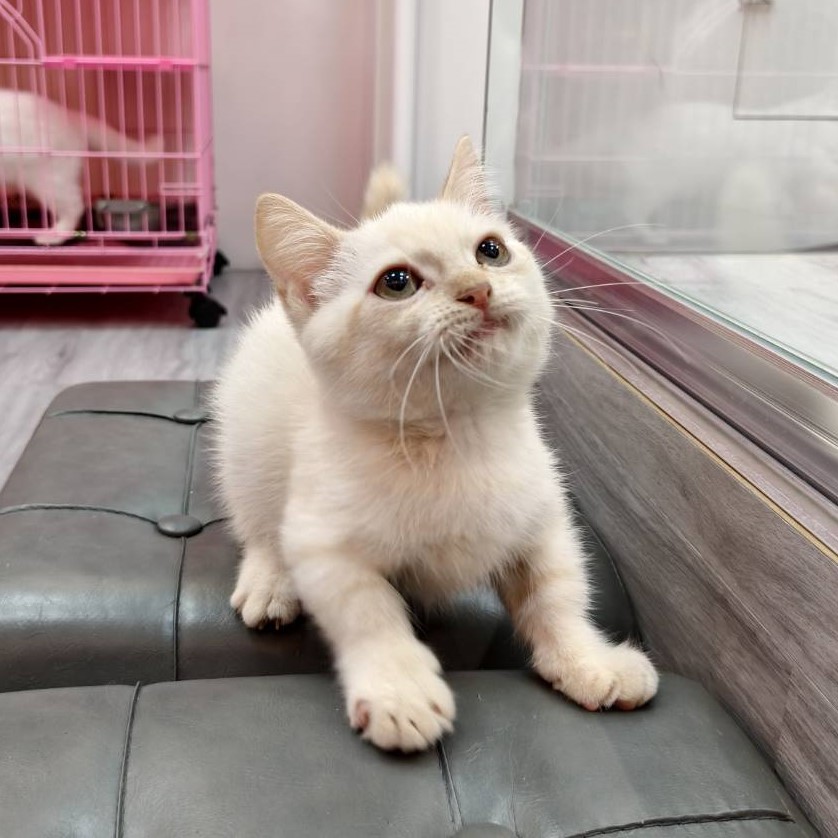 【已售出】曼赤肯-重奶