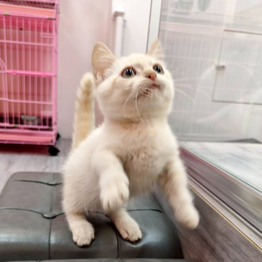 【已售出】曼赤肯-重奶