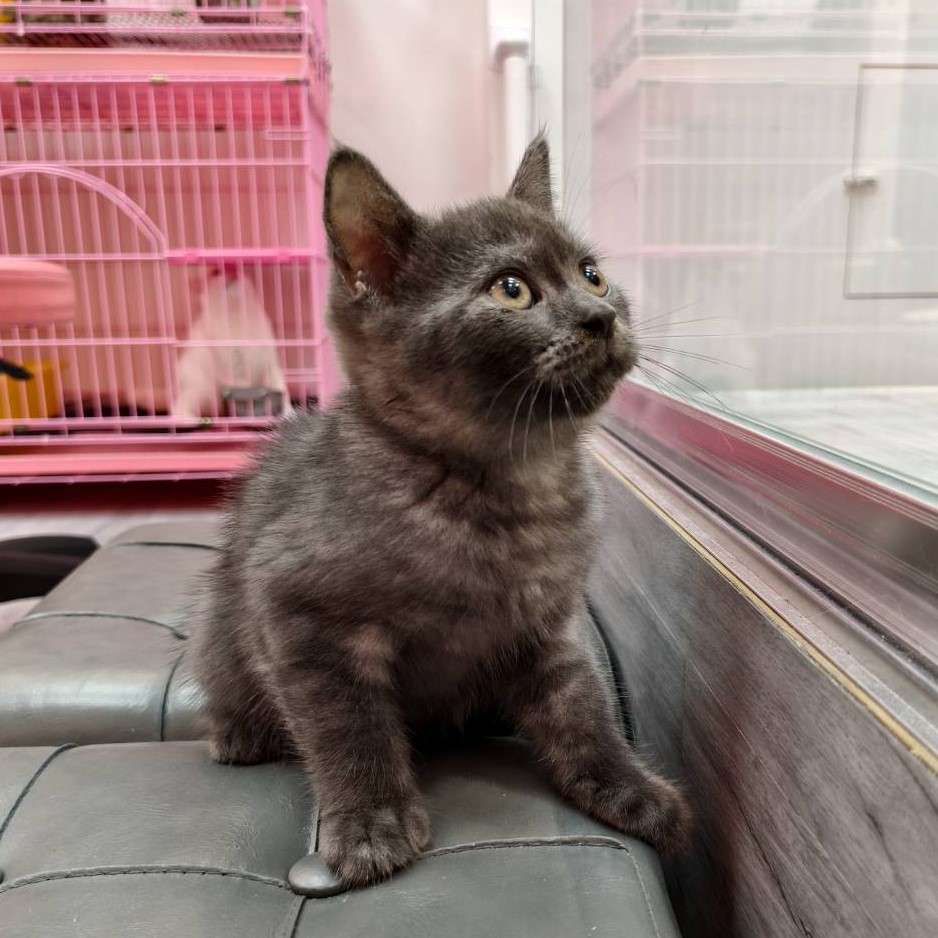 【已售出】英短-煙燻