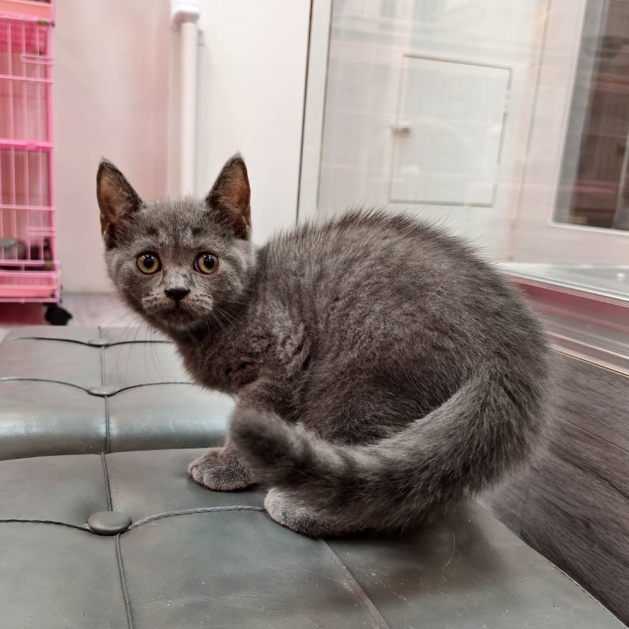 【已售出】英短-煙燻