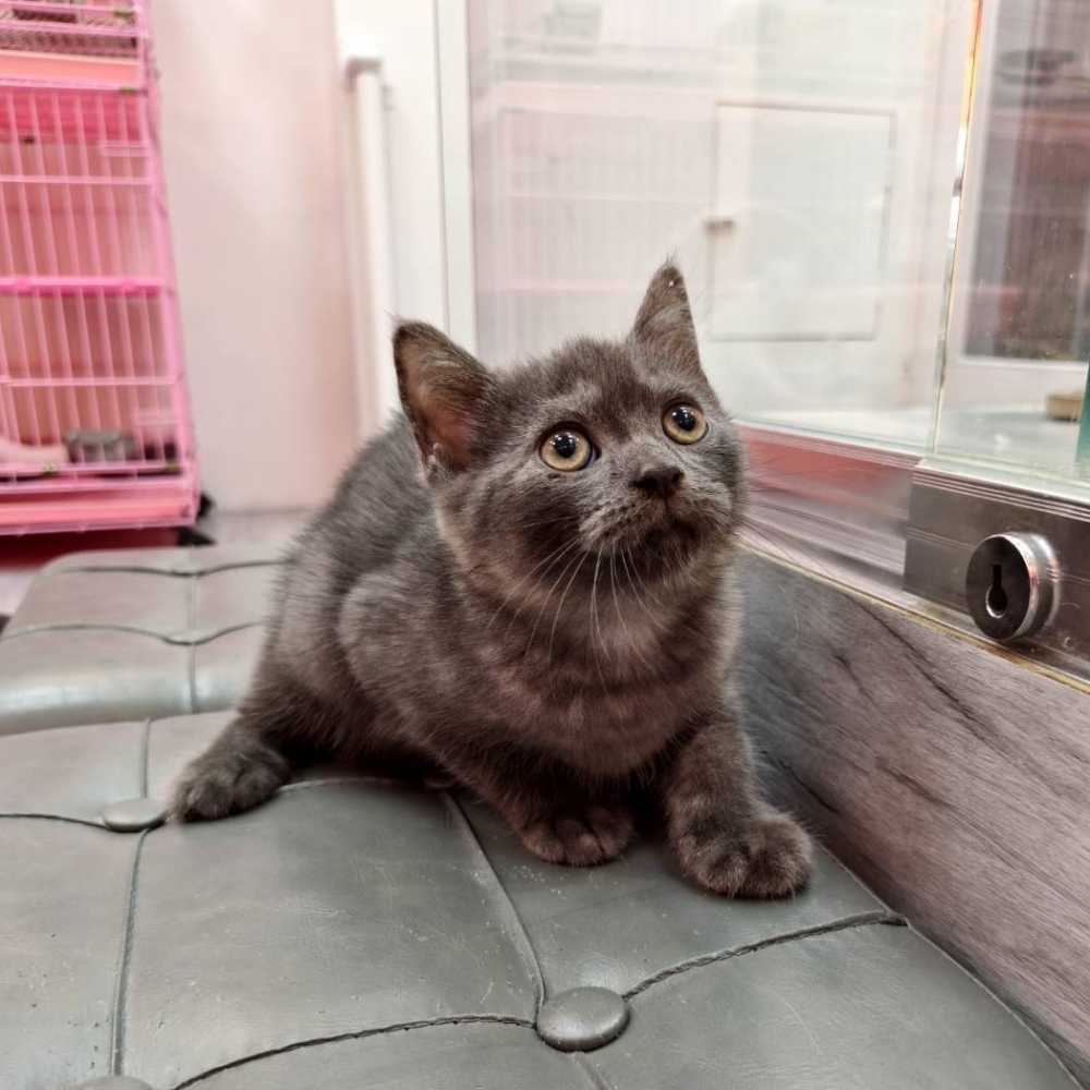 【已售出】英短-煙燻