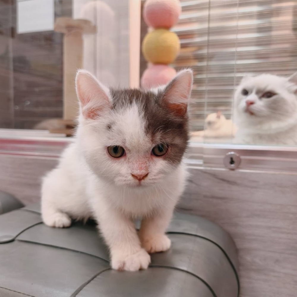 【已售出】英短