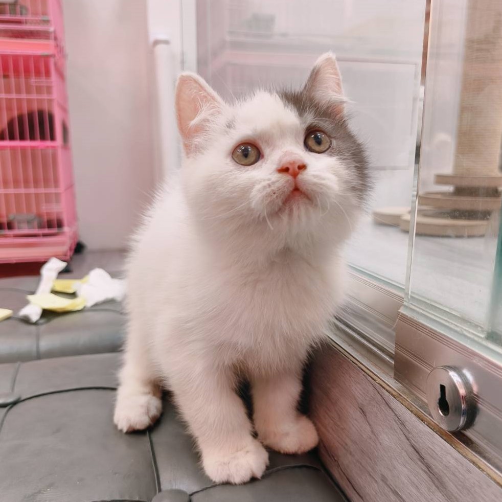 【已售出】英短