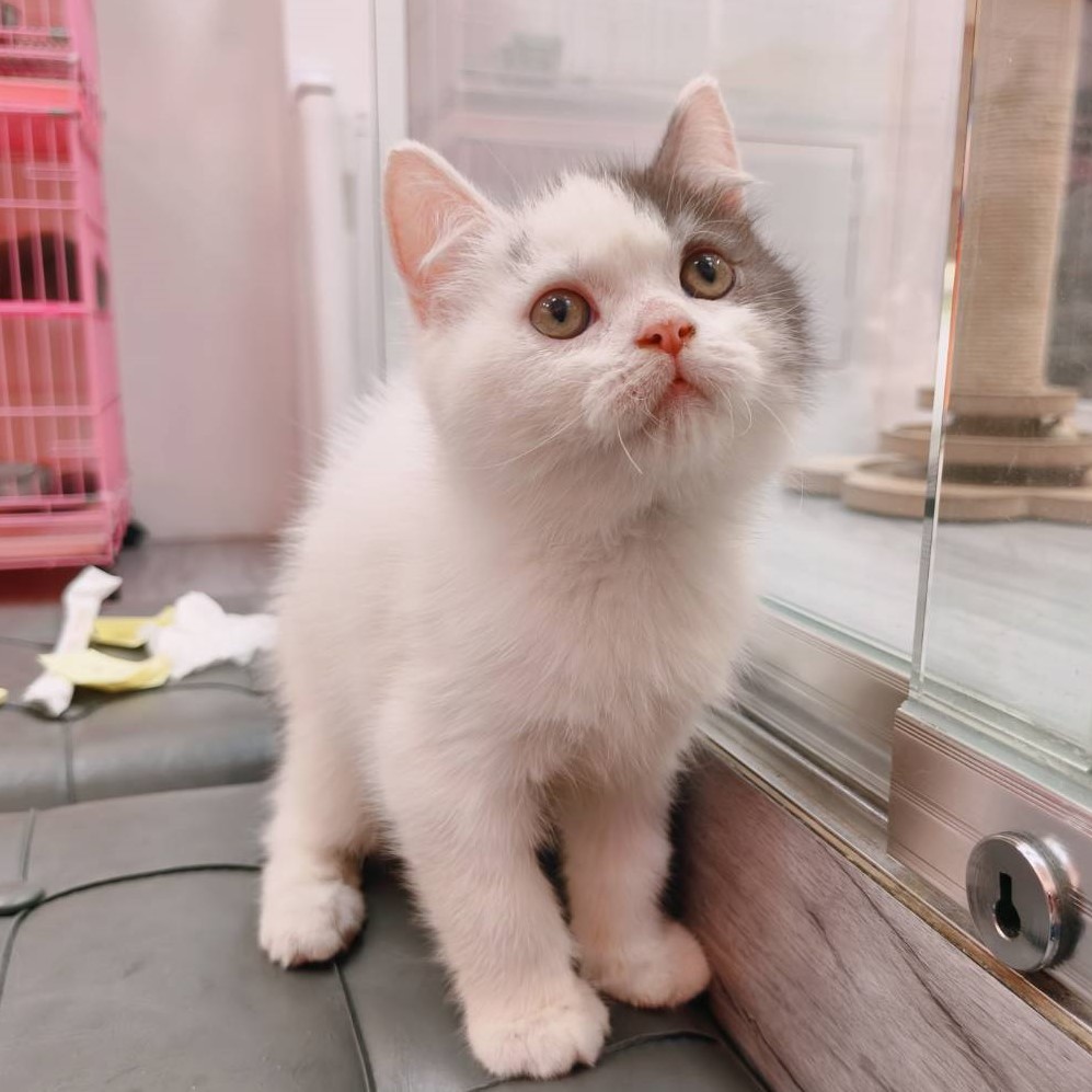 【已售出】英短