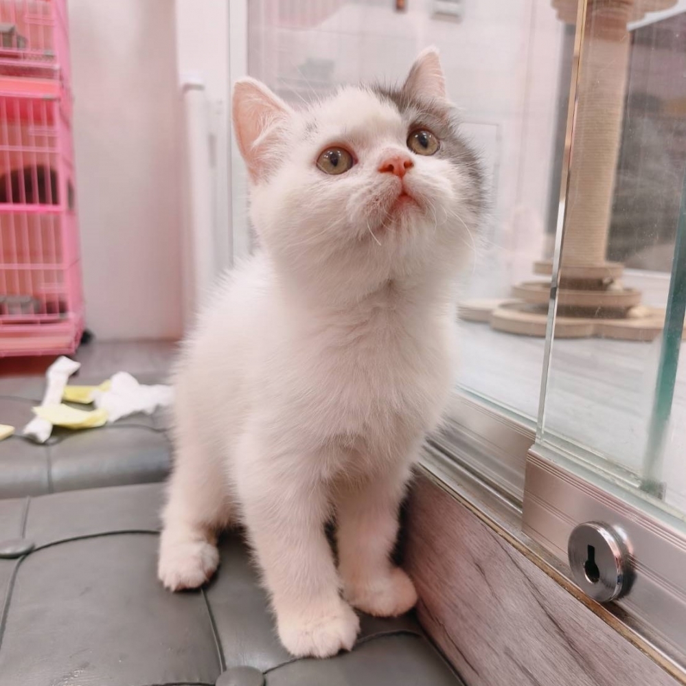 【已售出】英短