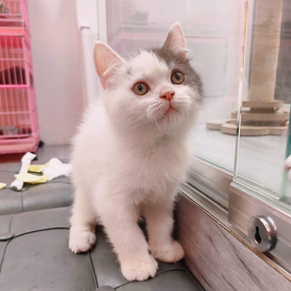 【已售出】英短