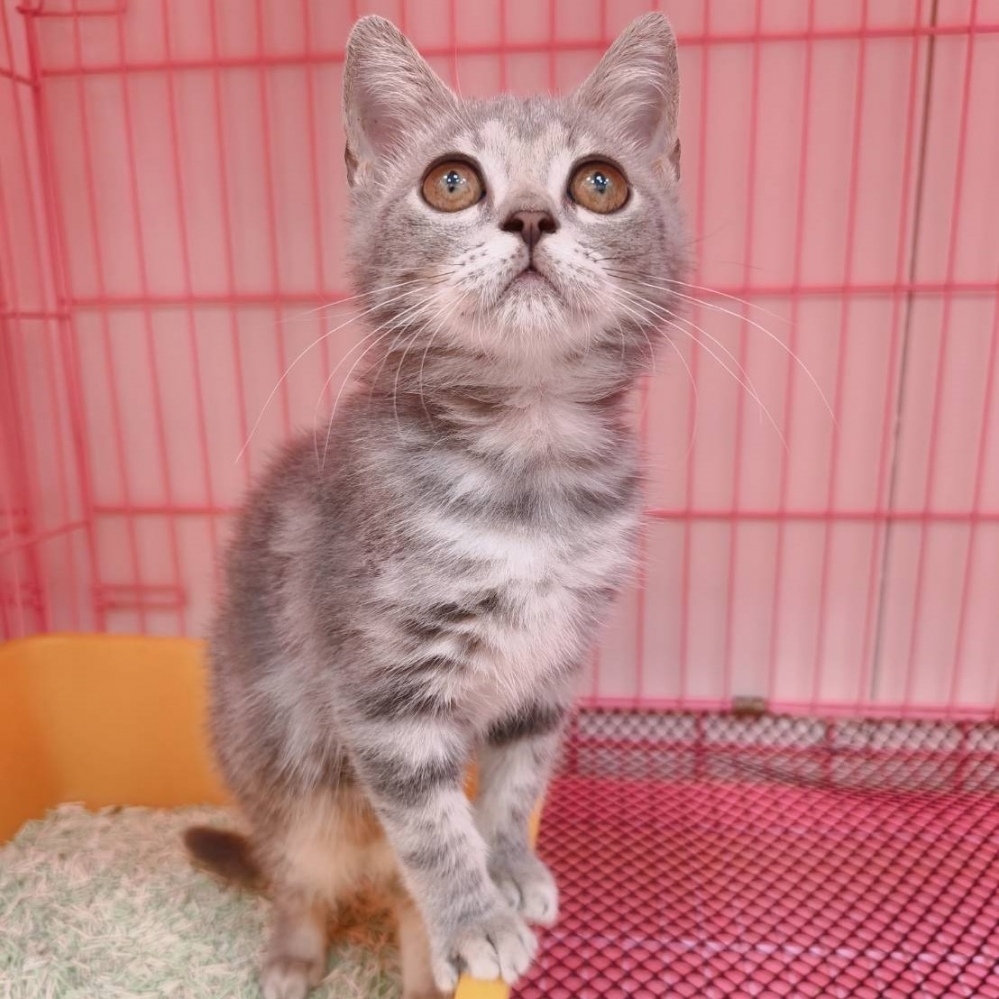 【已售出】英短