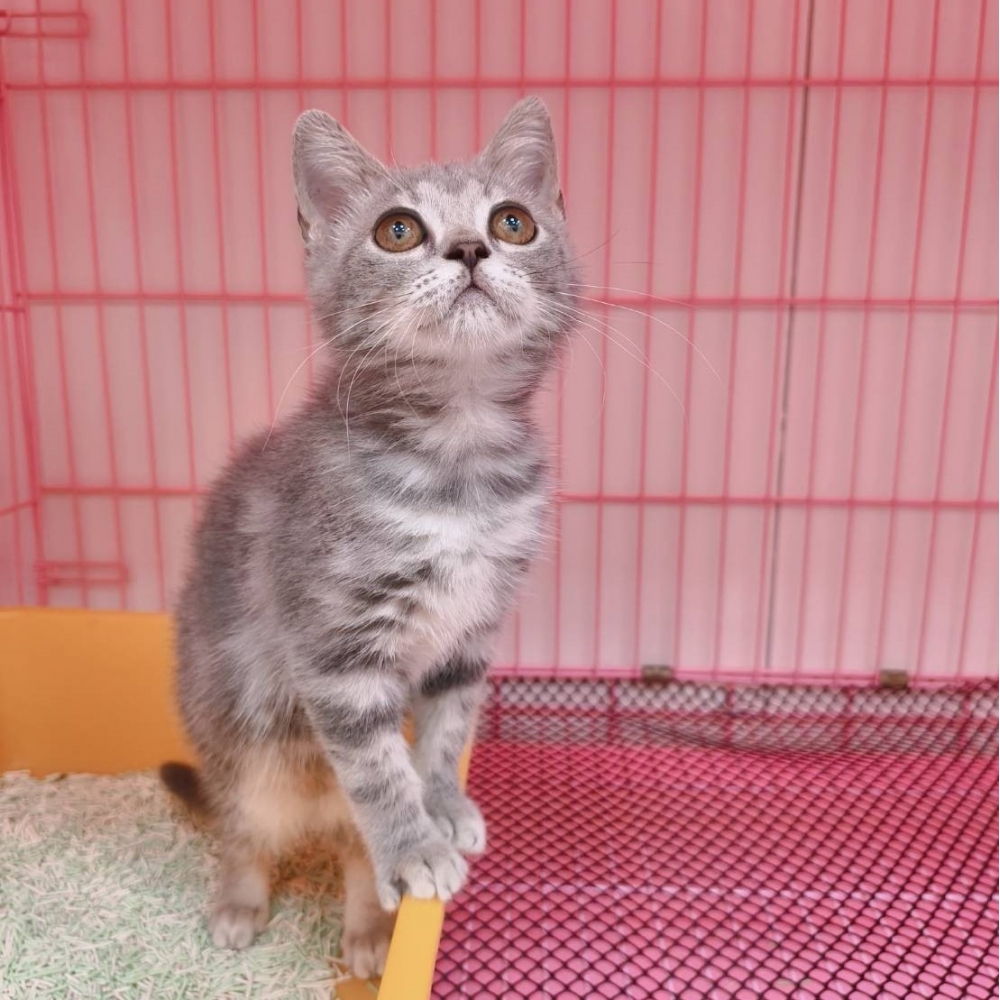 【已售出】英短