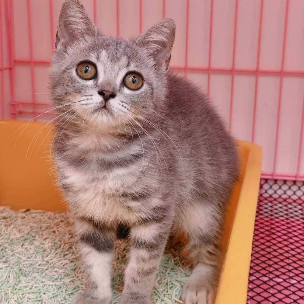 【已售出】英短