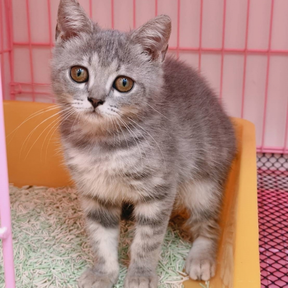 【已售出】英短