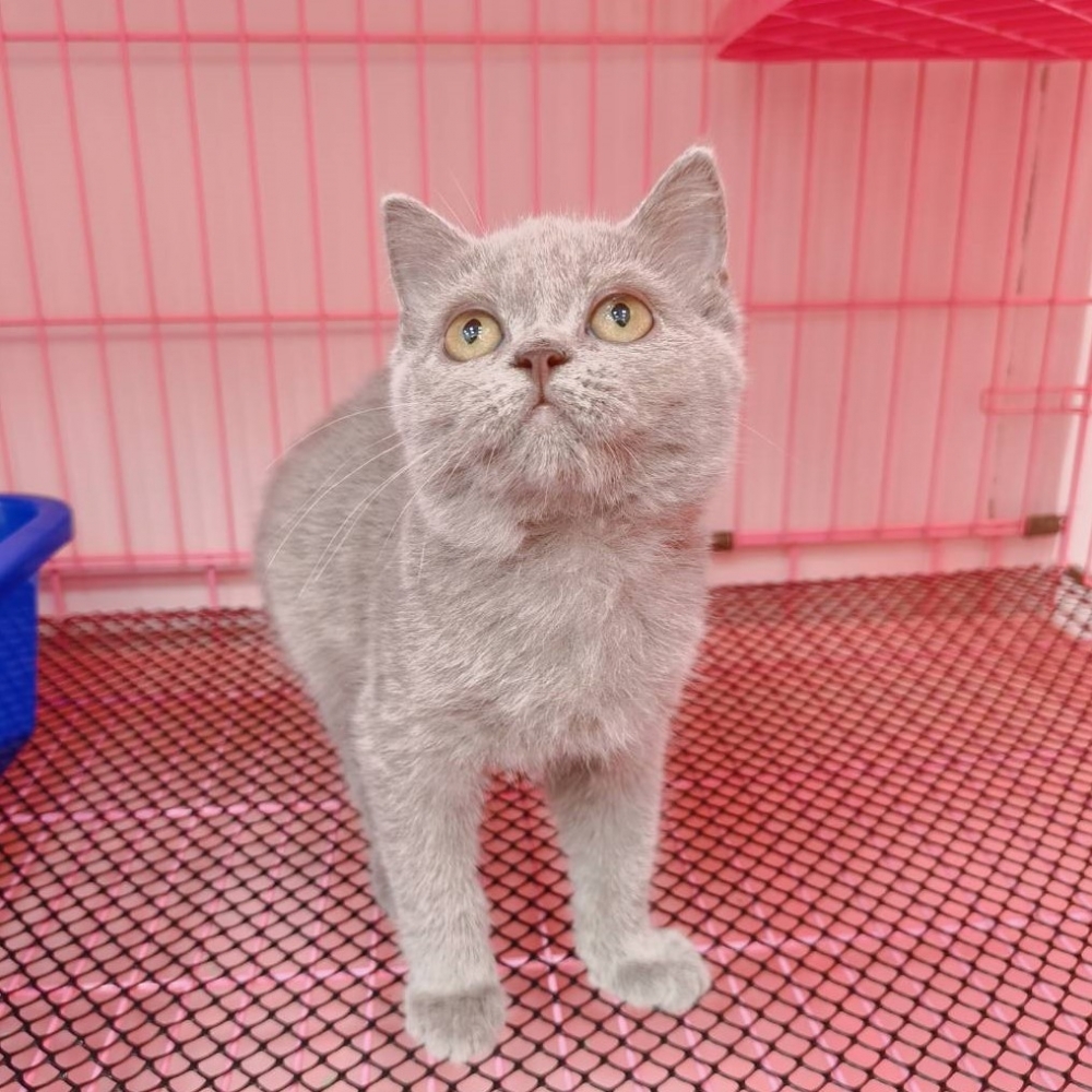 【已售出】英短-紫丁香色