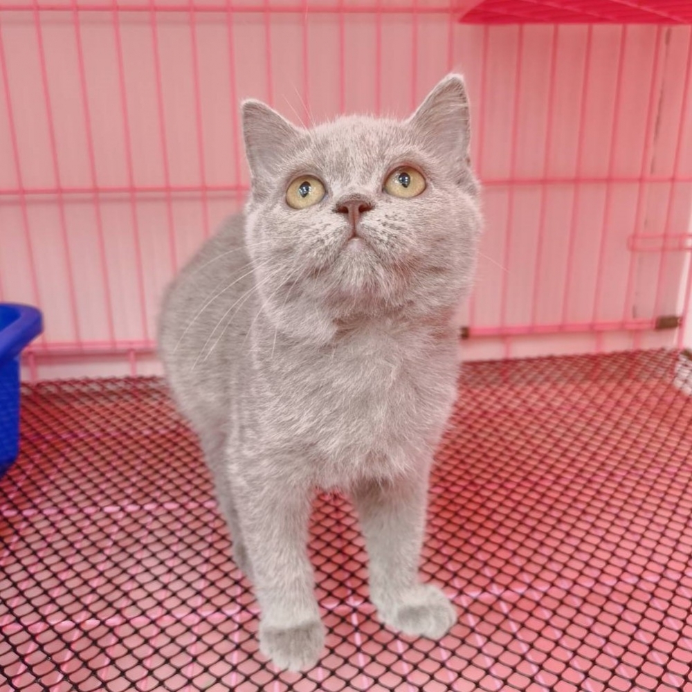 【已售出】英短-紫丁香色