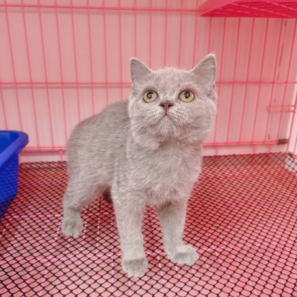 【已售出】英短-紫丁香色