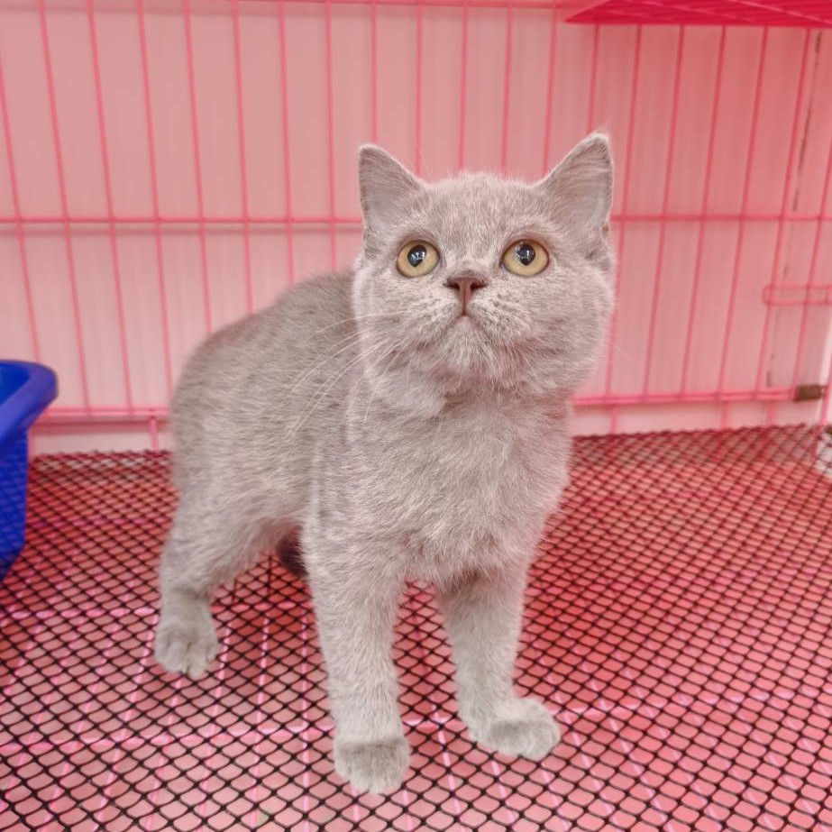 【已售出】英短-紫丁香色