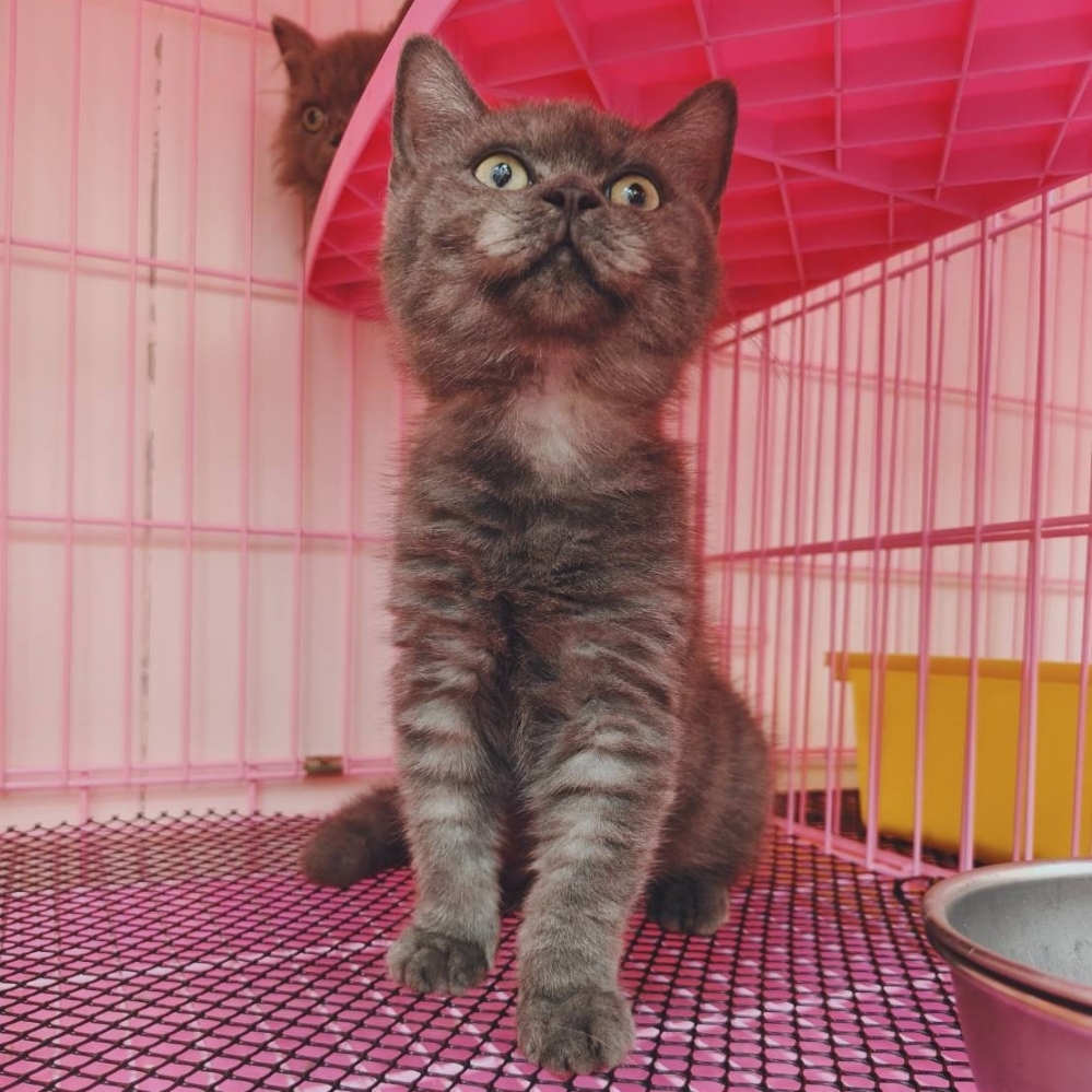 【已售出】英短-煙燻