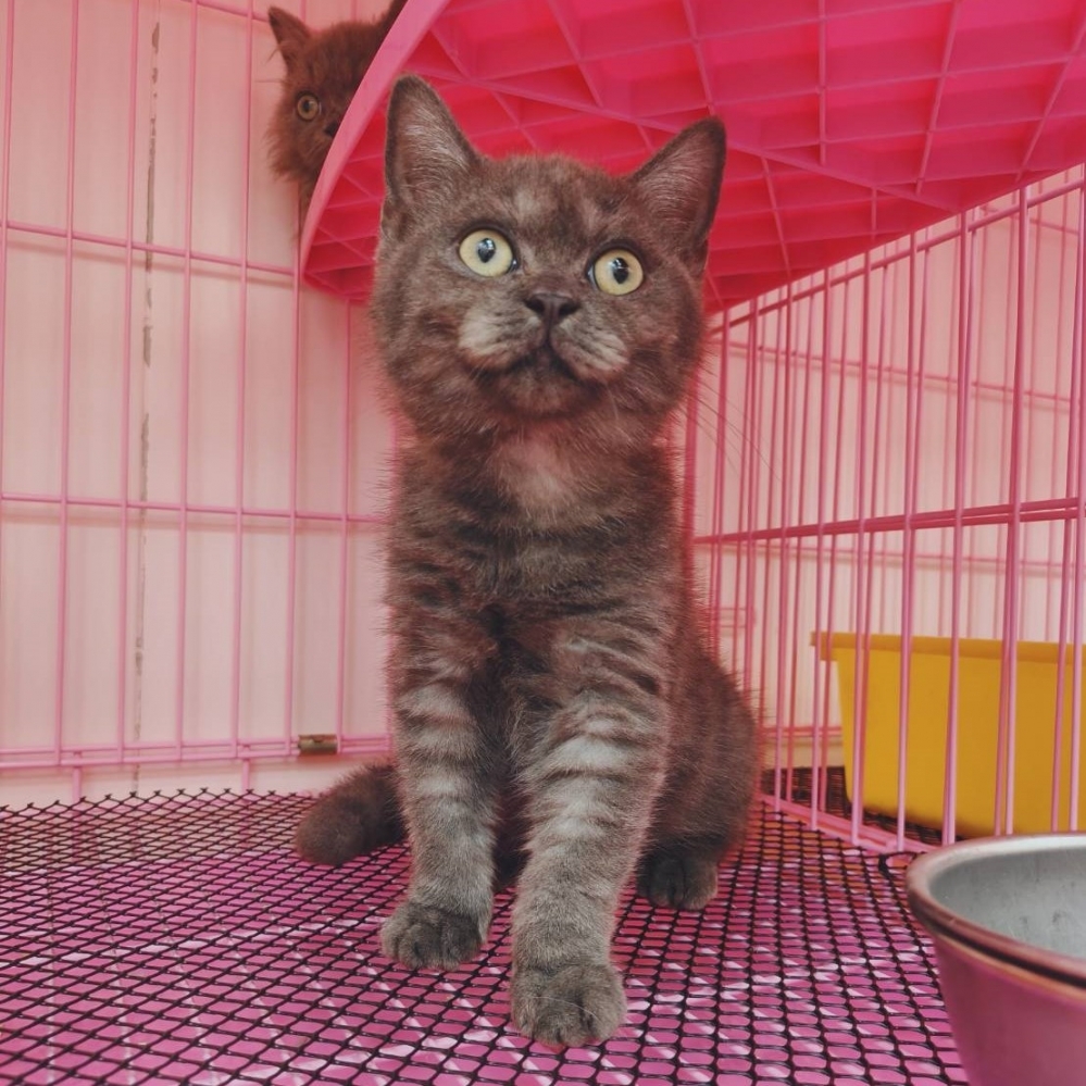 【已售出】英短-煙燻