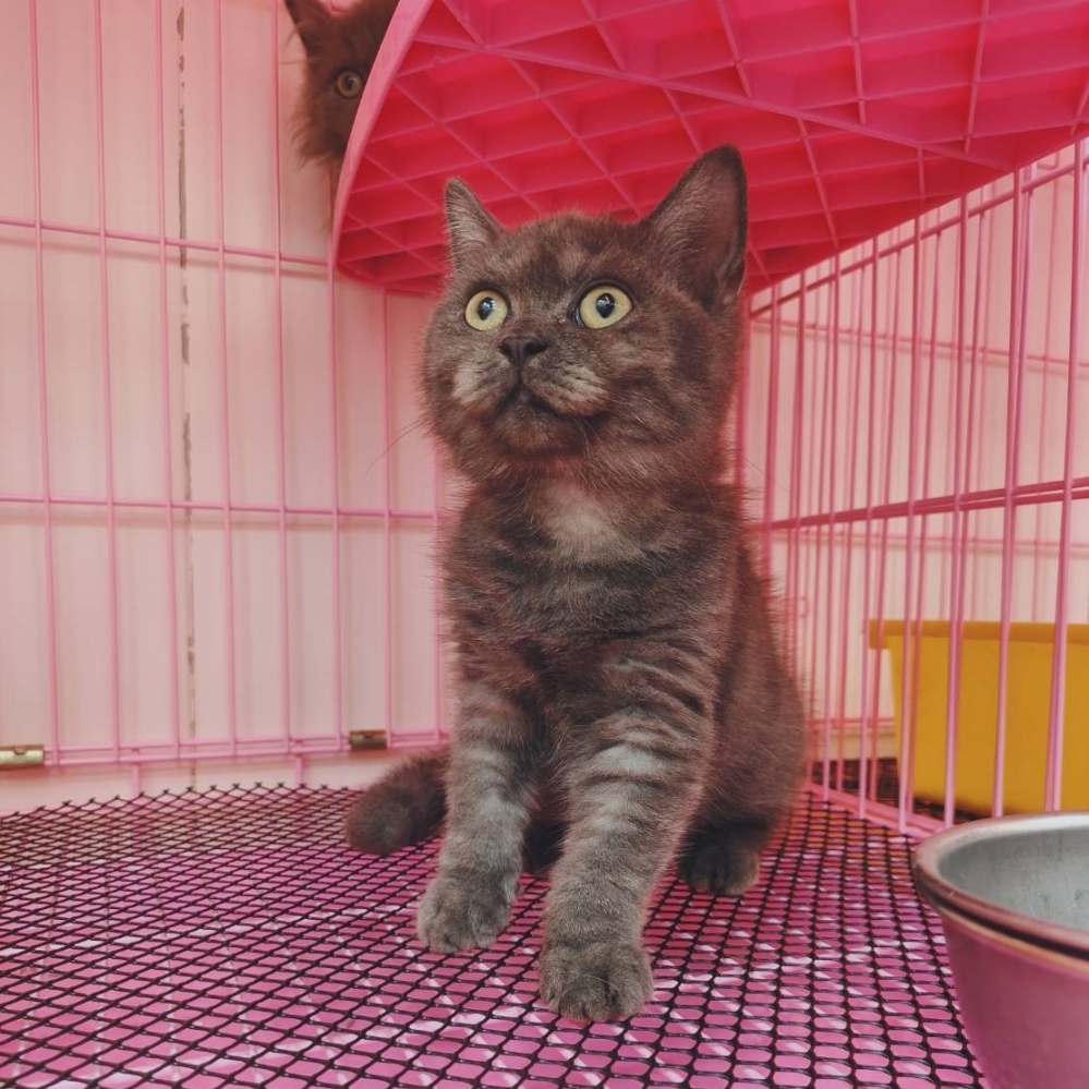 【已售出】英短-煙燻