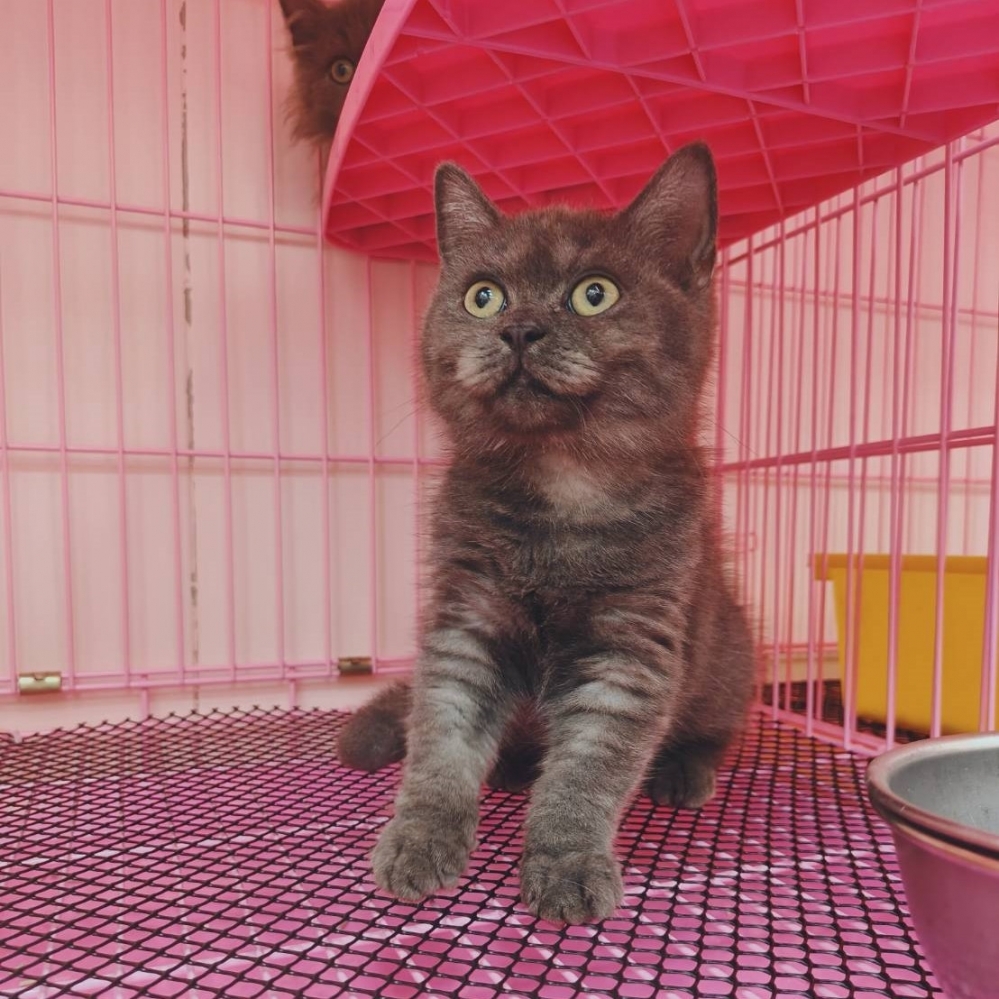 【已售出】英短-煙燻