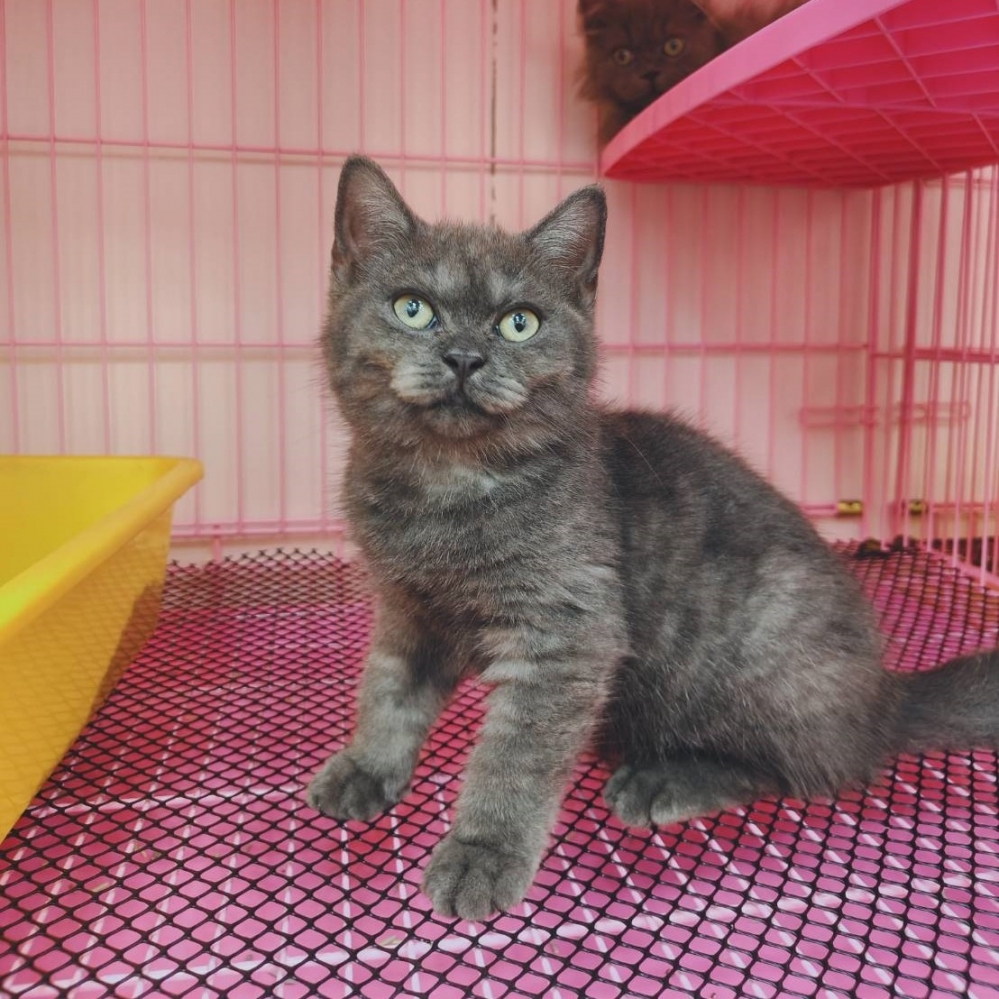 【已售出】英短-煙燻