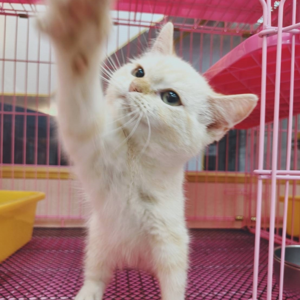 【已售出】英短-螺奶