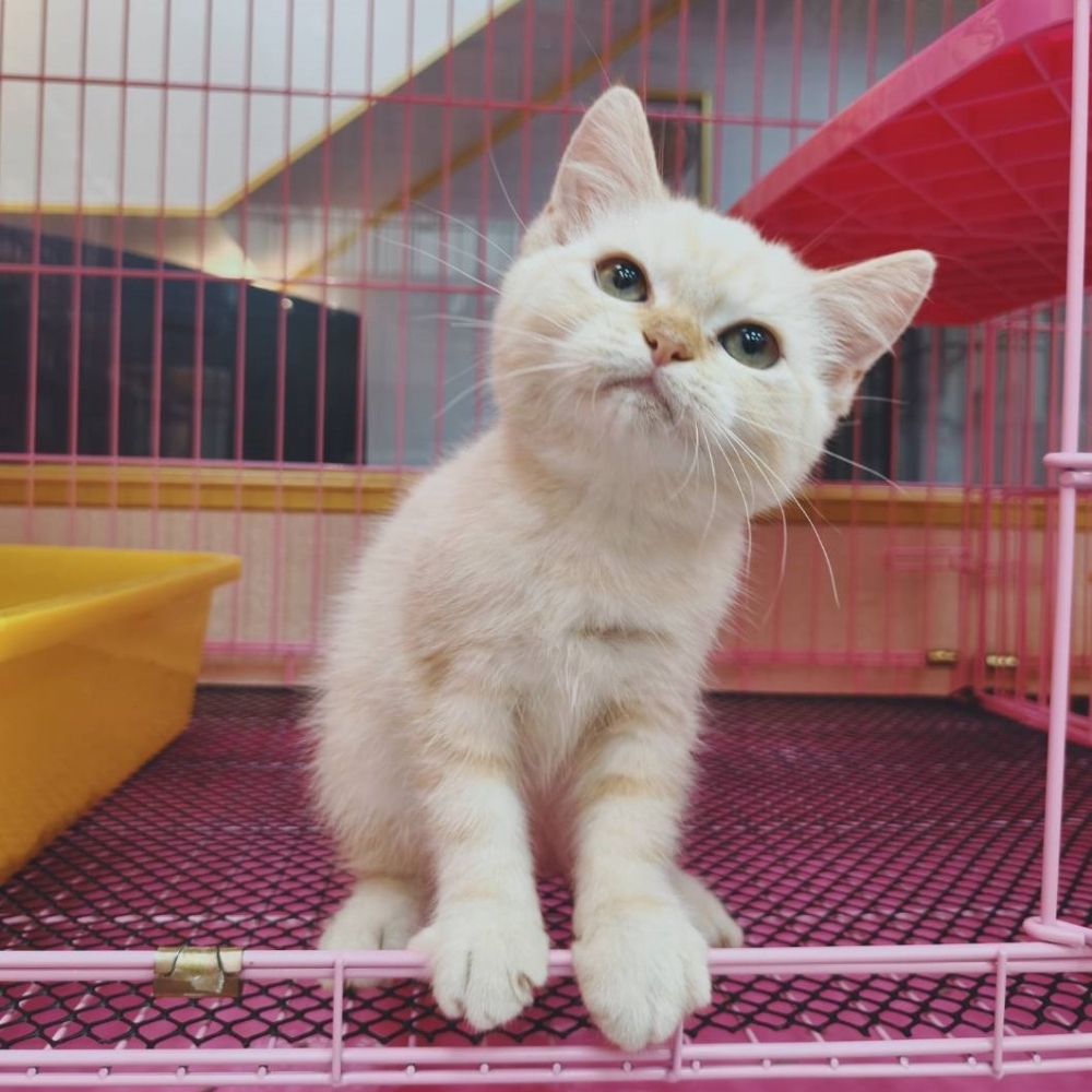 【已售出】英短-螺奶