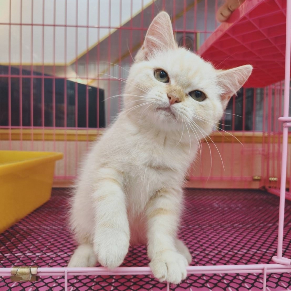 【已售出】英短-螺奶