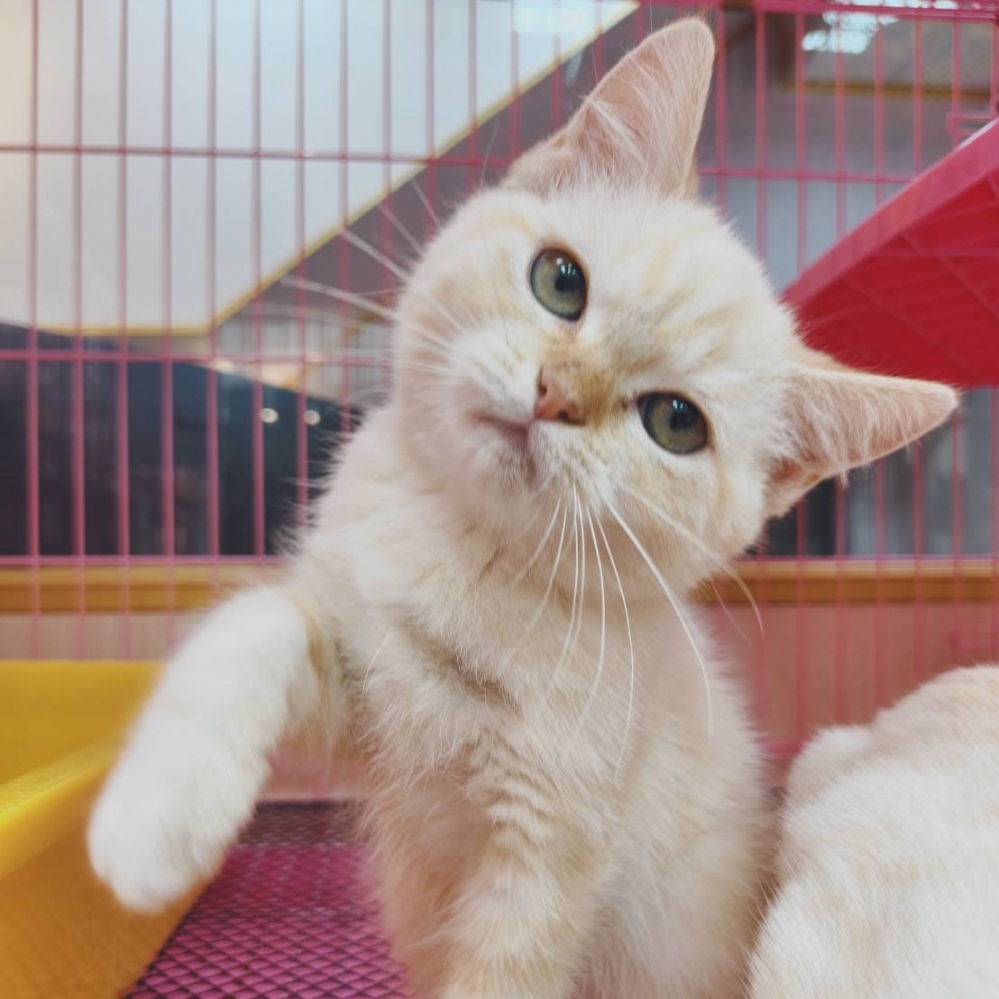 【已售出】英短-螺奶