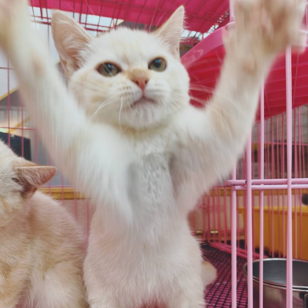 【已售出】英短-虎奶