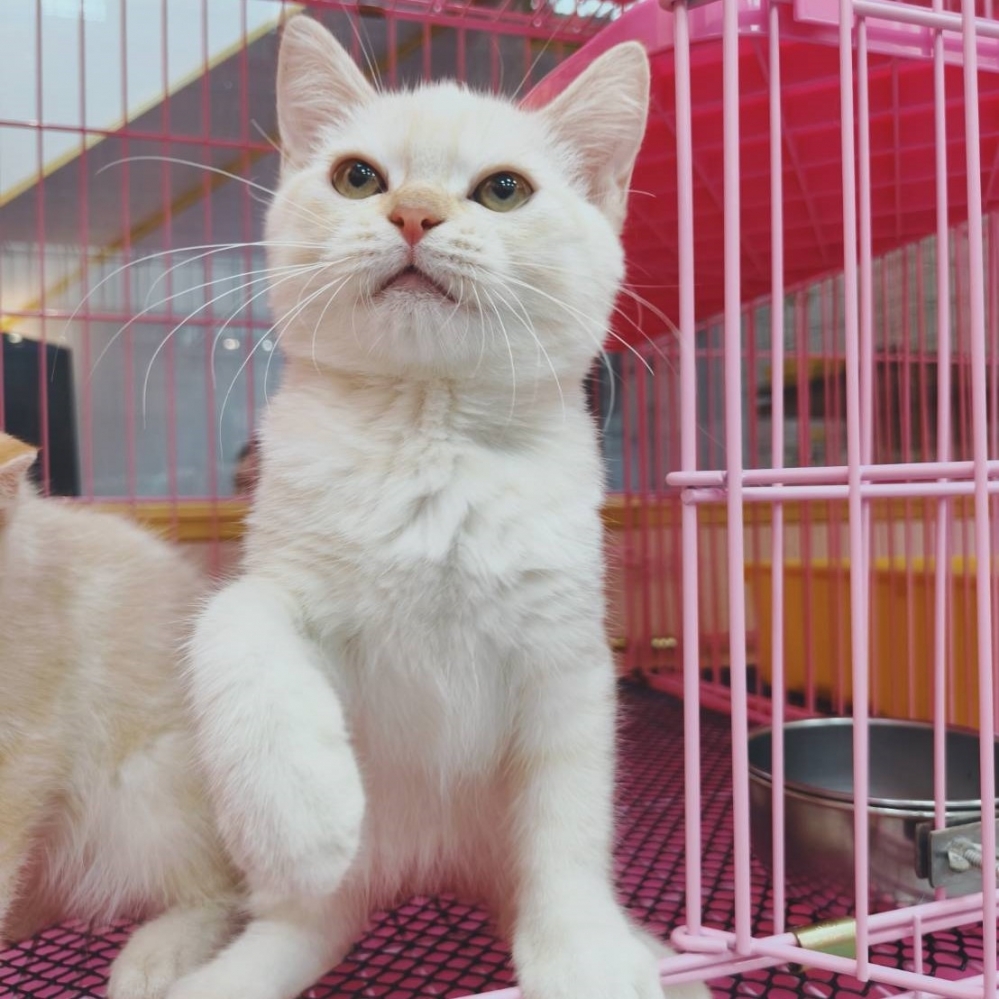 【已售出】英短-虎奶