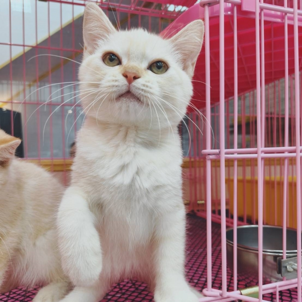 【已售出】英短-虎奶