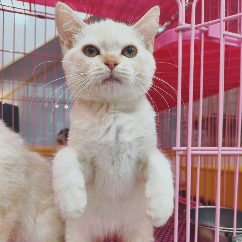 【已售出】英短-虎奶