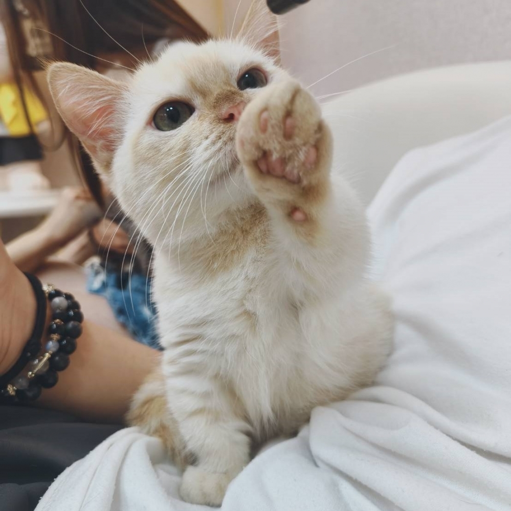 【已售出】曼赤肯-端奶