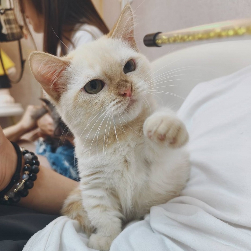 【已售出】曼赤肯-端奶