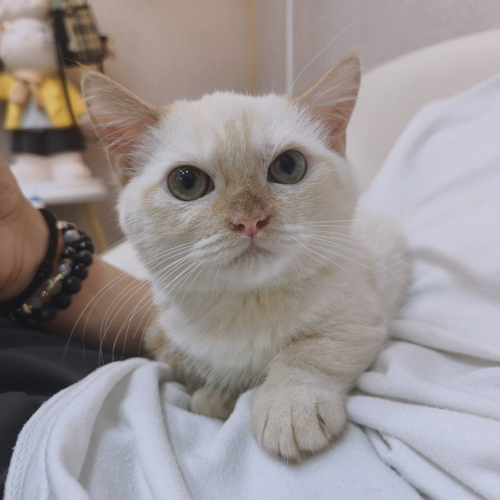 【已售出】曼赤肯-端奶