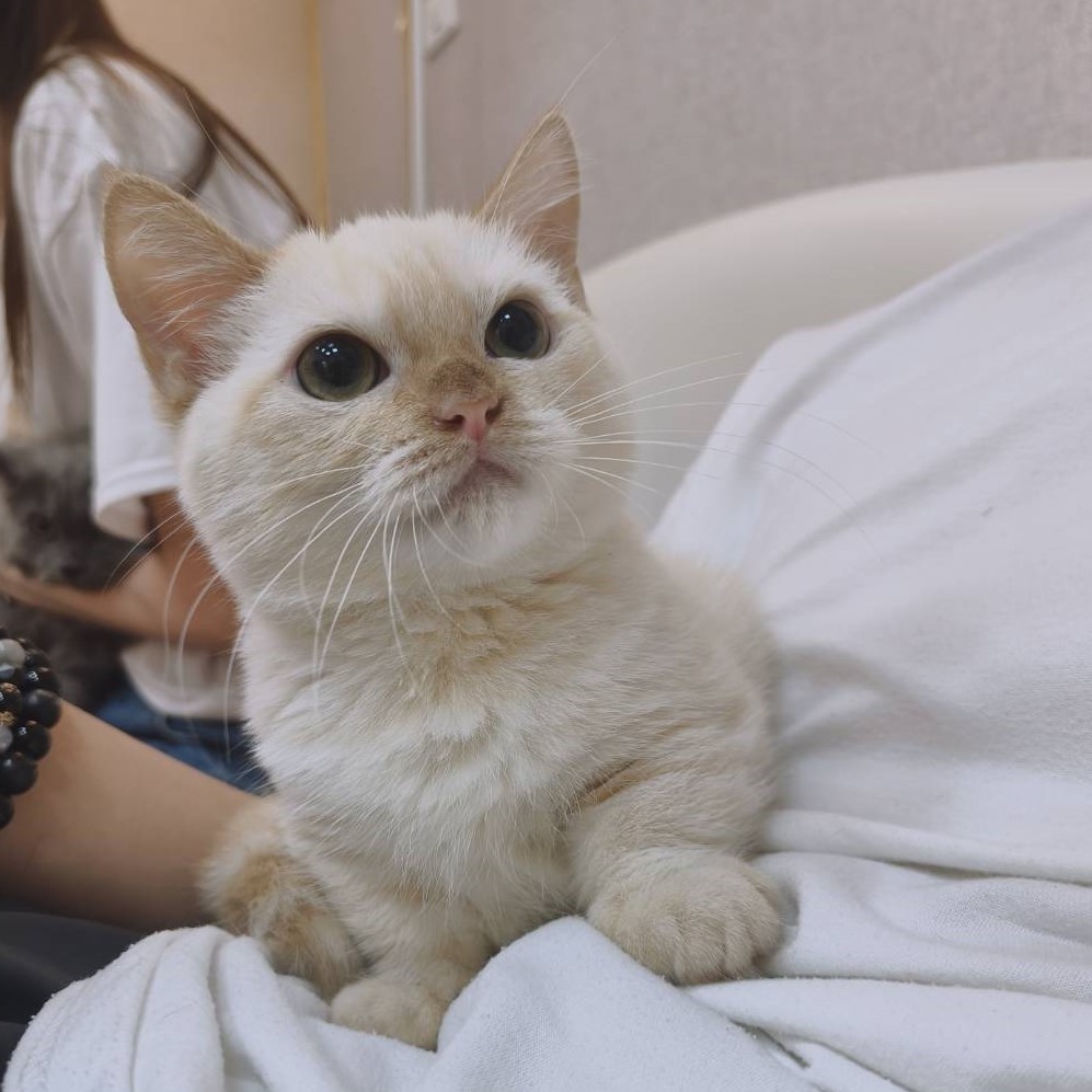 【已售出】曼赤肯-端奶