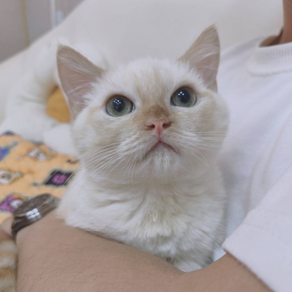 【已售出】曼赤肯-端奶