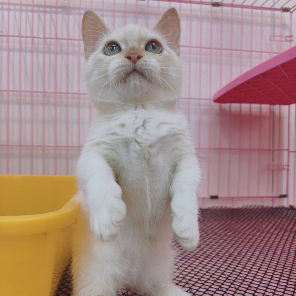 【已售出】曼赤肯-重奶