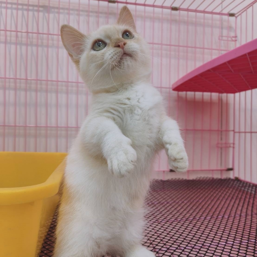 【已售出】曼赤肯-重奶