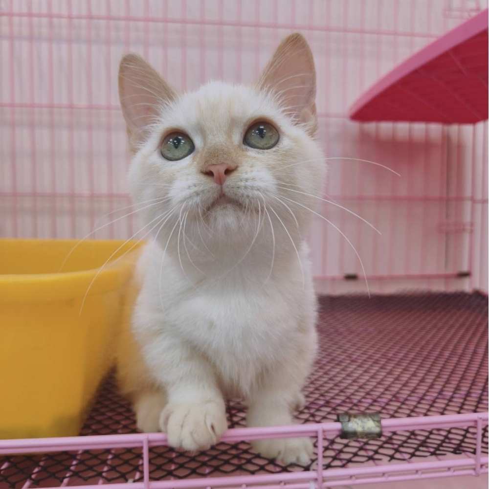 【已售出】曼赤肯-重奶