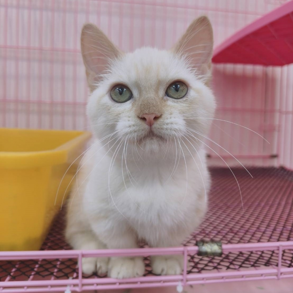 【已售出】曼赤肯-重奶