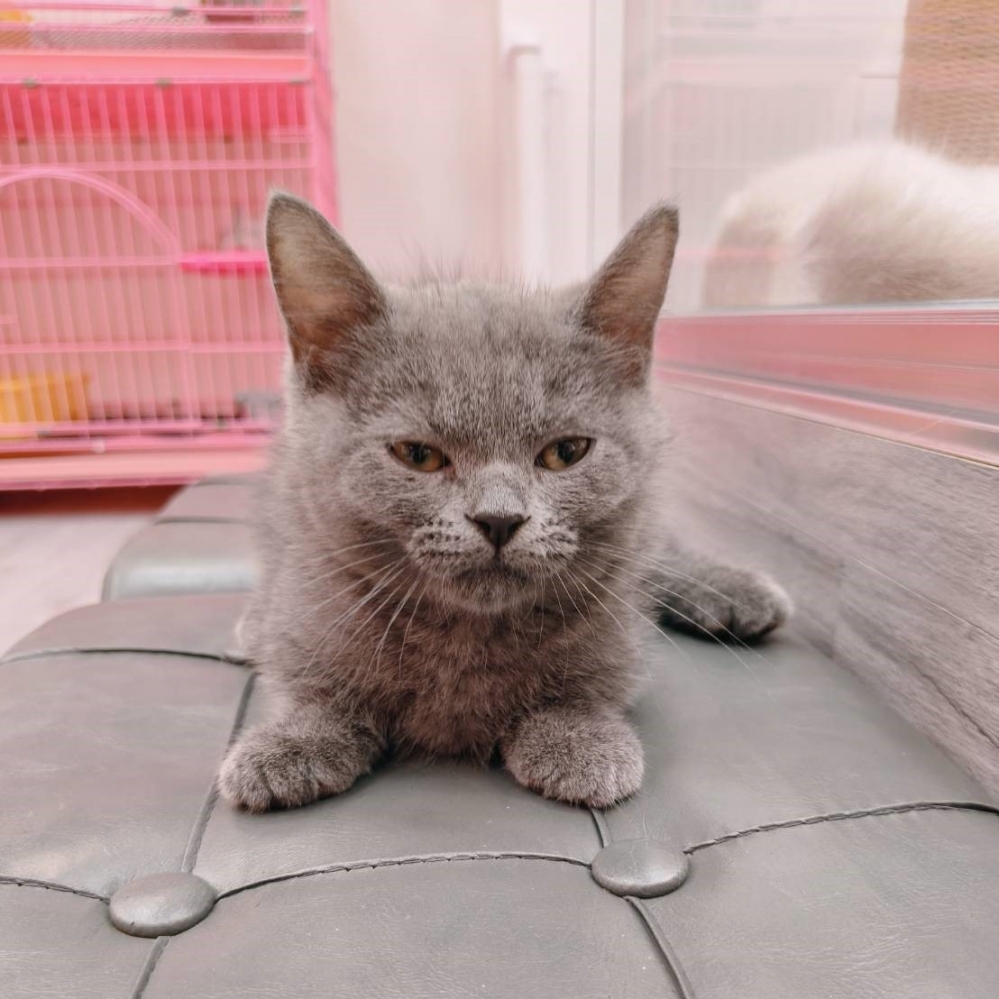 【已售出】曼赤肯-藍