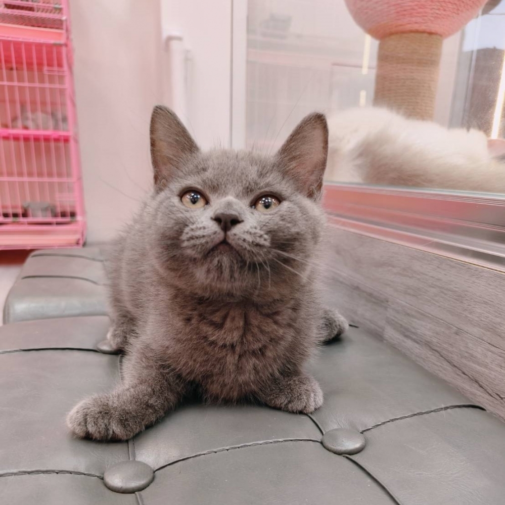 【已售出】曼赤肯-藍