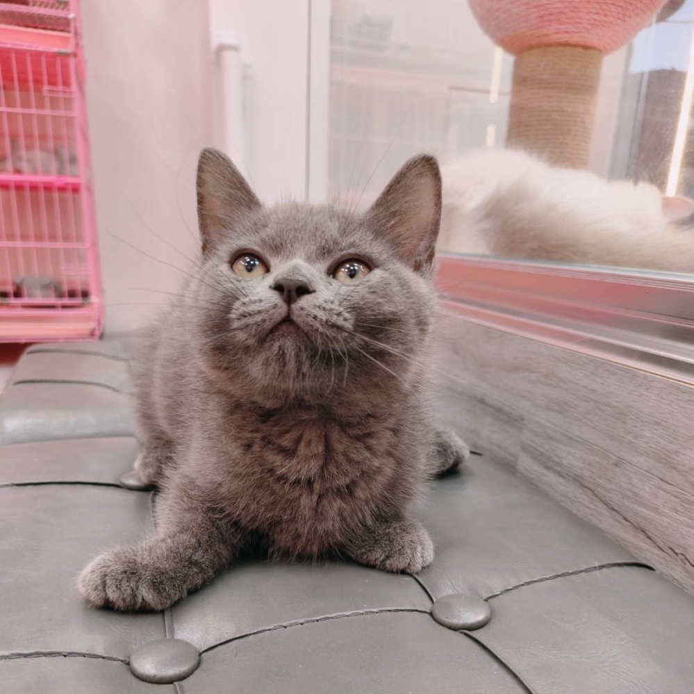 【已售出】曼赤肯-藍