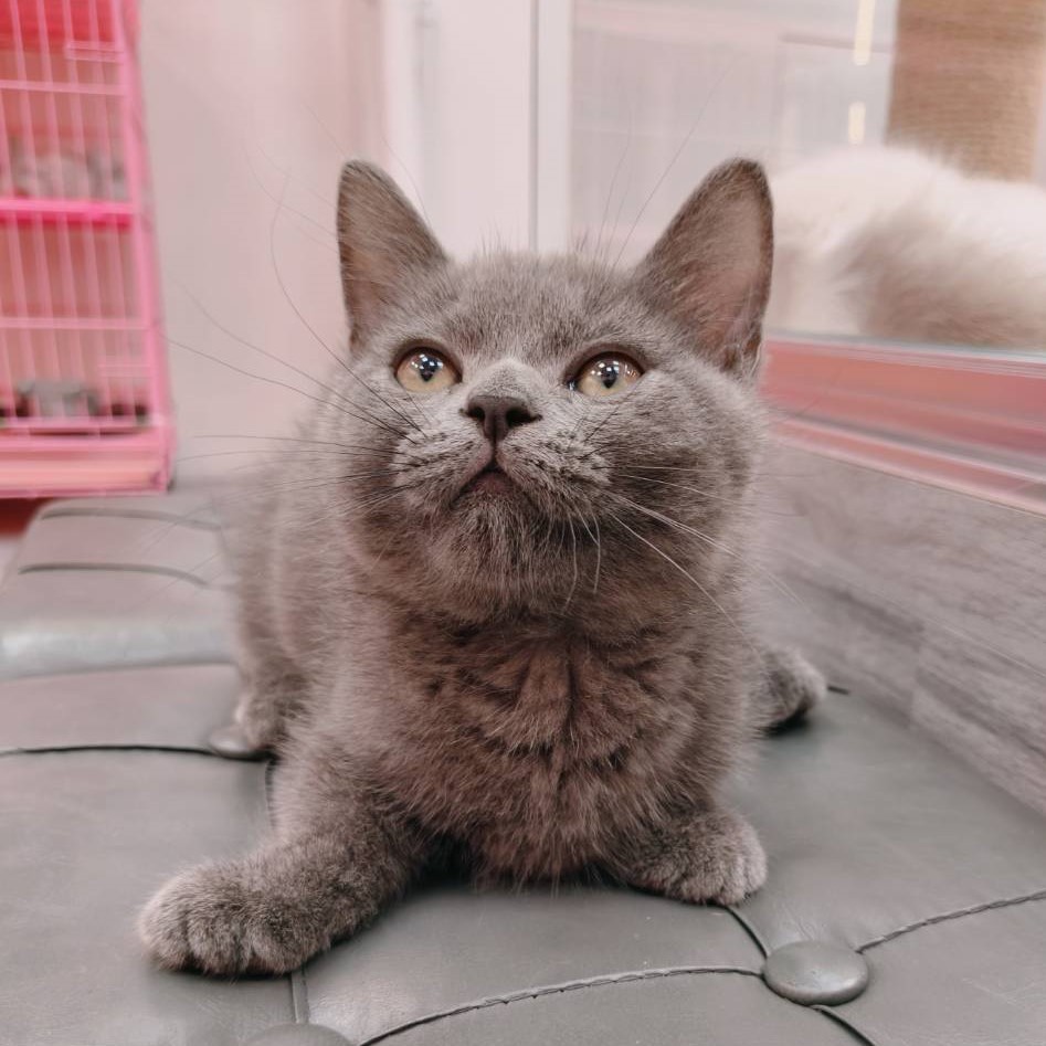 【已售出】曼赤肯-藍