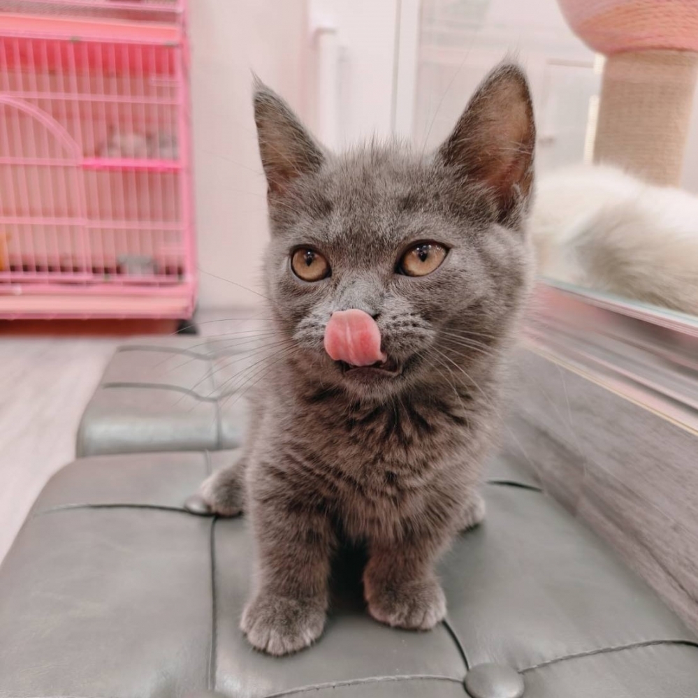 【已售出】曼赤肯-藍