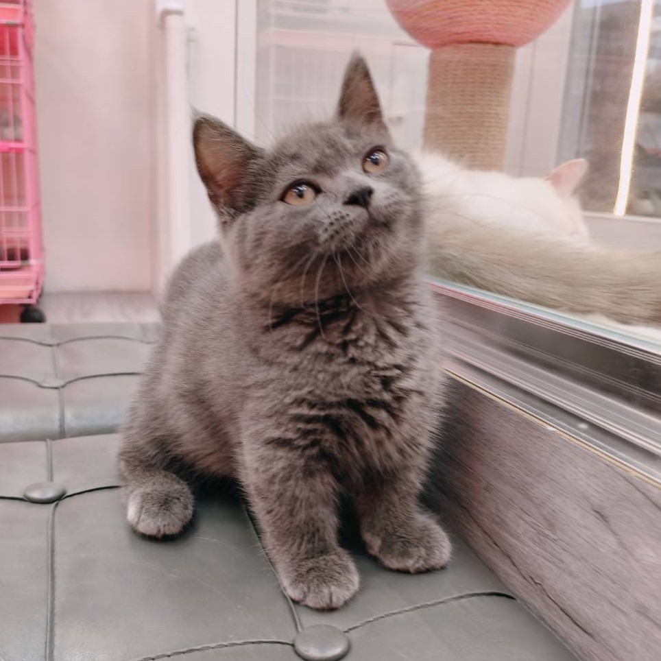 【已售出】曼赤肯-藍