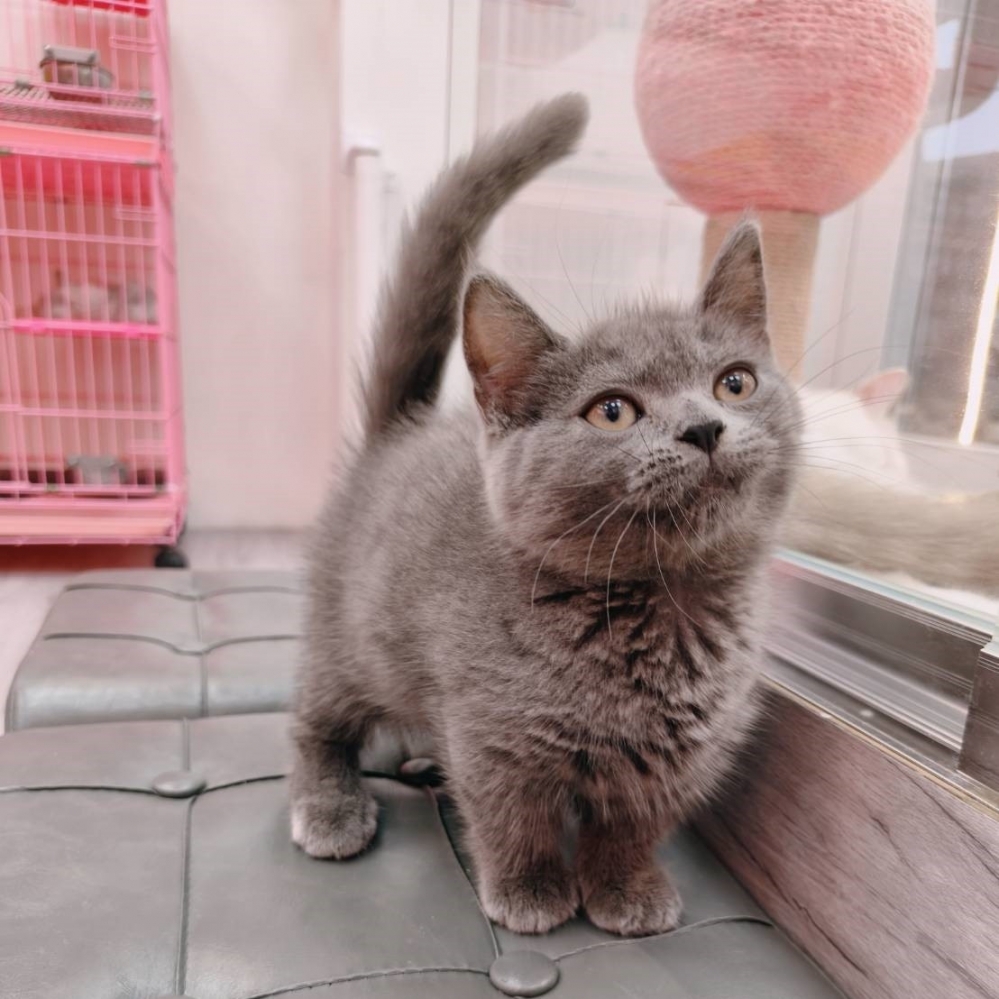 【已售出】曼赤肯-藍