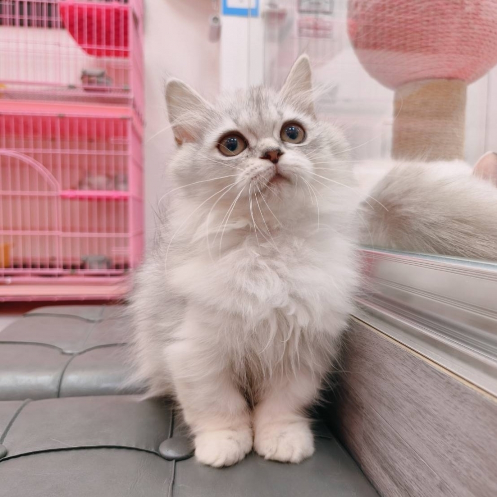 【已售出】小步舞曲-銀漸層