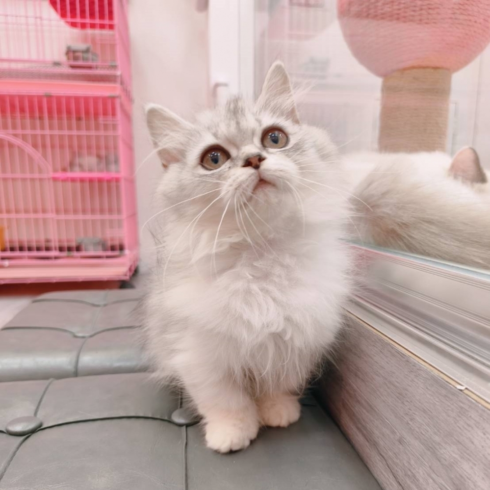 【已售出】小步舞曲-銀漸層