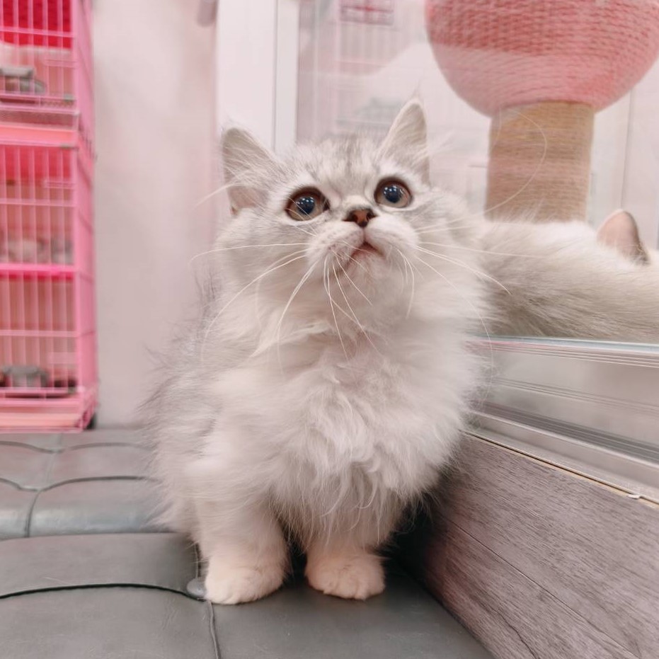 【已售出】小步舞曲-銀漸層